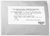 Perrotia flammea image